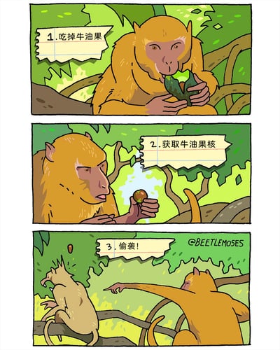 这是一组三格连环卡通漫画，以幽默的三步计划形式展开：第一格中，一只黄棕色猴子坐在树枝上吃掉牛油果，配文标注第一步“1.吃掉牛油果”；第二格猴子手持剩下的牛油果核，配文标注第二步“2.获取牛油果核”；第三格猴子将牛油果核投掷向另一只浅色猴子，配文标注第三步“3.偷袭！”，浅色猴子被突然袭击吓得身体后仰，画面右下角标注了创作者@BEETLEMOSES。整体通过正经的计划步骤和搞笑的偷袭行为形成反差，制造出轻松幽默的效果，属于动物主题的搞笑漫画。