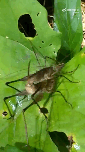 这是一段动态GIF，画面中两只螽斯（外形类似蚂蚱）在带有破洞的绿色叶片上进行交配行为，它们依靠细长的肢体抓附在叶片表面，清晰展现了这类昆虫的自然繁殖行为场景，没有双关、谐音梗或暗示类内容。