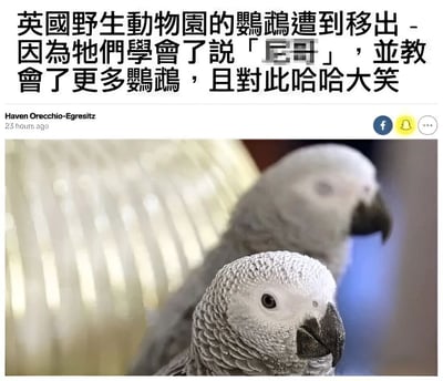 这张图片是一个Facebook帖子的截图，展示了两只灰色鹦鹉的照片，上方配有中文标题，内容是关于英国野生动物园的鹦鹉因为学会说某个被模糊处理的词并教会其他鹦鹉而被移出的趣事。