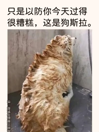 图片上方配有文字“只是以防你今天过得很糟糕，这是狗斯拉。”，下方是一张真实照片：一只白色狗狗在淋浴间内，全身毛发被水打湿后根根竖起，形似怪兽“哥斯拉”，故被幽默地称为“狗斯拉”。整体风格轻松搞笑，通过萌宠的可爱形象和谐音梗（“狗斯拉”谐音“哥斯拉”）来安慰可能度过糟糕一天的人，传递温暖治愈的情绪。