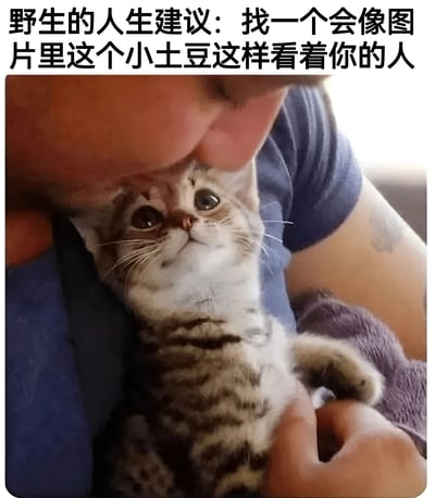 图片上方有文字'野生的人生建议：找一个会像图片里这个小土豆这样看着你的人'。画面中，一个穿着蓝色衣服的人正低头看着怀里抱着的一只小猫，小猫有着灰白相间的毛发，睁着大大的眼睛仰望着人，表情看起来十分好奇和可爱。