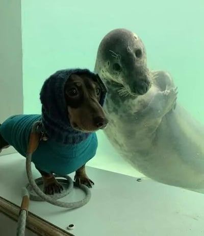 这是一张原始拍摄的静态单图，画面呈现了水族馆里的趣味巧合：一只穿着蓝绿色连帽衣服的腊肠犬趴在玻璃台面上，表情平静地看向镜头；玻璃另一侧的海豹，头部朝向与腊肠犬呼应，两者的头部轮廓和神态十分相似，形成了跨物种的“撞脸”效果，画面温馨又充满趣味，让人感受到动物间奇妙的缘分。