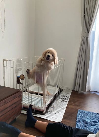 一只毛茸茸的金毛幼犬站在白色金属笼子里，后腿蹬在笼底，前爪扒着栏杆，仰着头吐着舌头，露出开心的表情，仿佛在撒娇求抱抱。笼子旁边放着一个透明水瓶，底部铺着报纸，旁边能看到主人穿着蓝色袜子的脚。房间里有灰色窗帘和木质家具，整体氛围温馨治愈。