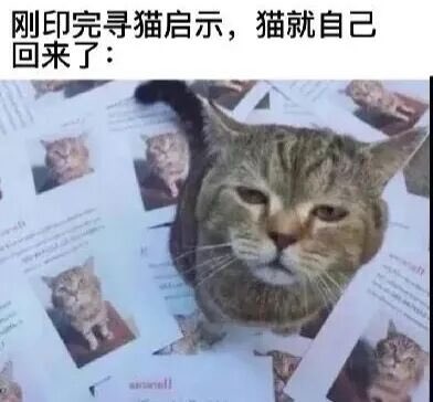 图片中一只橘色虎斑猫正慵懒地趴在一堆刚打印好的寻猫启示上。每张启事都印有这只猫的清晰照片和相关信息，形成强烈反差——主人刚忙完印制启事的焦急，失踪的猫就若无其事地出现在“寻人启事”堆里，仿佛在调侃主人的白忙活，画面充满生活趣味与温馨感。