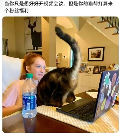 图片展示了一位红头发女子正在参加视频会议的场景，她坐在桌子前，面前放着一台贴满彩色贴纸的笔记本电脑。一只棕黑色的猫正爬上桌子，尾巴高高翘起，似乎在干扰她的会议。女子表情惊讶地看向猫咪，桌上还放着一瓶矿泉水。图片上方配有文字“当你只是想好好开视频会议，但是你的猫却打算来个粉丝福利”，用幽默的方式描绘了宠物干扰远程办公的搞笑日常。