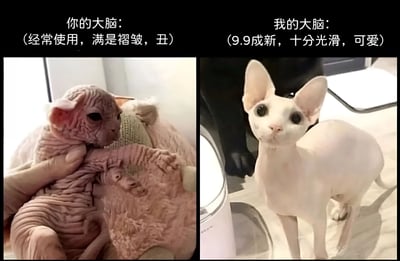 这是一张左右对比的幽默梗图，通过两只不同状态的无毛猫来比喻大脑。左侧图中是一只布满褶皱的无毛猫，配文'你的大脑：(经常使用，满是褶皱，丑)'；右侧图中是一只光滑干净的无毛猫，配文'我的大脑：(9.9成新，十分光滑，可爱)'。图片通过自嘲的方式，幽默地表达了对自己大脑状态的调侃。