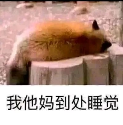 图片中是一只小熊猫（红熊猫）正慵懒地趴在石台上睡觉，身体蜷缩，姿态放松。图片底部配有黑色粗体文字“我他妈到处睡觉”，通过动物的真实睡姿与直白的文字结合，幽默地表达了一种随性、爱睡觉的“摆烂”状态，整体风格轻松搞笑。