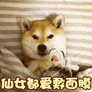 柴犬敷面膜变身小仙女 四格动态表情包