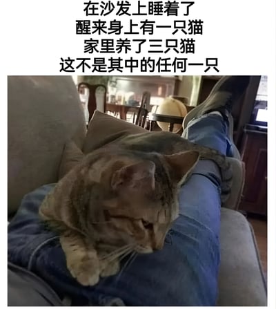 图片上方配有文字：'在沙发上睡着了 醒来身上有一只猫 家里养了三只猫 这不是其中的任何一只'，下方是一张实拍照片，显示一只虎斑猫正趴在一个穿着蓝色牛仔裤的人的腿上睡觉，背景是客厅环境，包含沙发、桌椅等家具。整体营造出一种意外又略带搞笑的家庭宠物场景。