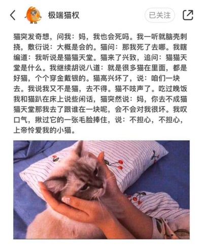 这是一张小红书平台的社交媒体截图，是小猫文学首创者极端猫权发布的原创内容。页面顶部显示博主ID为极端猫权，标注已关注状态，上方文字为小猫文学正文，以主人第一人称视角讲述自家小猫询问死亡与猫猫天堂的对话，内容质朴柔软，带着治愈又略带伤感的情绪；文字下方搭配实拍配图，图中一双手捧着一只浅灰色虎斑小猫的脸部，背景是印有樱桃图案的条纹枕头和蓝色床单，图文呼应，契合小猫文学的内容风格。