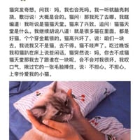 小猫文学