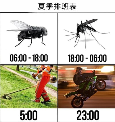 这是一张以“夏季排班表”为主题的趣味拼接梗图，整体分为四个板块，模仿排班表的形式呈现不同对象的活跃时段：左上角是白天（06:00-18:00）活动的苍蝇，对应夏季白天苍蝇频繁骚扰人类的生活场景；右上角是夜间（18:00-06:00）出没的蚊子，契合夏季夜晚蚊子叮咬人的特点；左下角是清晨5点就开始户外作业的除草工人，体现户外绿化劳动者早出的工作节奏；右下角是深夜23点仍在道路上骑行的摩托骑手，对应部分人群夜间飙车的行为。图片用幽默的方式将生物的自然习性和不同人群的活动时间结合，以排班表的形式具象化，充满生活调侃的趣味。
