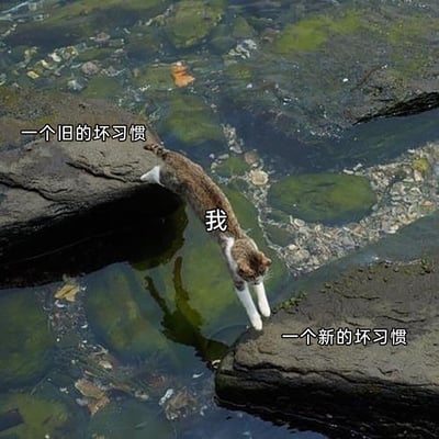 这是一张经过二次创作的自嘲类梗图，画面主体是一只正跨越水面两块石头的猫咪，猫咪身上标注“我”，左侧石头标注“一个旧的坏习惯”，右侧石头标注“一个新的坏习惯”。图片通过猫咪处于两块石头间悬空的状态，生动形象地比喻了很多人在试图改掉旧的坏习惯时，却又不自觉陷入新的坏习惯的尴尬与无奈，精准戳中了人们在习惯养成与改变过程中的无力感，引发生活共鸣。