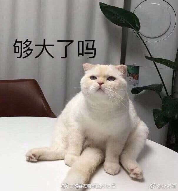 猫咪疑惑：够大了吗？