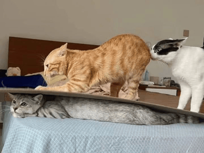 卧室场景中，三只猫咪围绕一个纸箱展开趣味互动：橘色虎斑猫站立在纸箱上，前爪搭在箱边；灰色虎斑猫躺在纸箱下方，仅露出头部和身体；黑白相间的猫咪则凑近橘猫臀部好奇嗅闻。背景可见木质床头、蓝色毯子及生活用品，展现出温馨可爱的宠物日常。