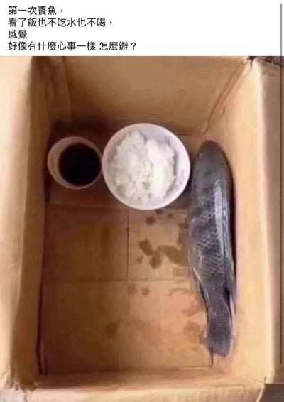 这是一张搞笑反差梗图，上方配有文字称自己第一次养鱼，发现鱼既不吃喂的饭也不喝水，觉得鱼好像有心事不知道该如何处理；下方配图是一个空的纸箱内放着一条已经死亡的生鱼，旁边摆了一碗白米饭和一杯深色饮品，创作者完全违背正常养鱼常识，用离谱的饲养方式制造笑点，讽刺不懂常识还胡乱操作的行为。