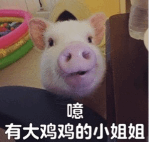 惊讶小猪与文字梗