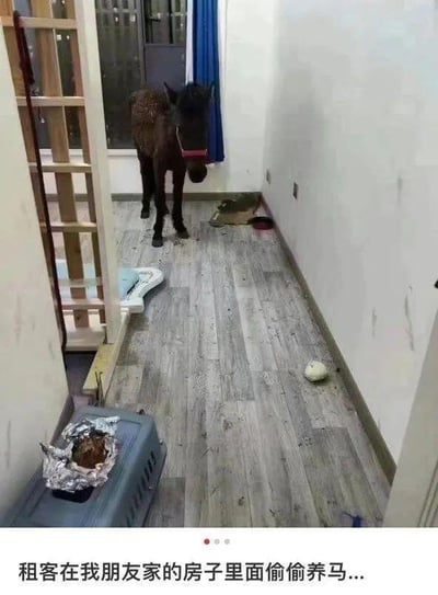 这张图片展示了一间普通居民出租屋的过道场景：地板上污渍遍布，还有疑似动物粪便的痕迹，物品摆放杂乱，靠近门口的位置站着一匹深色小马，它安静地立在屋内，和狭小的居民房环境形成强烈反差。图片底部配有文字“租客在我朋友家的房子里面偷偷养马...”，凸显了这件事的离谱程度，打破了人们对出租屋用途的常规认知，充满荒诞感。