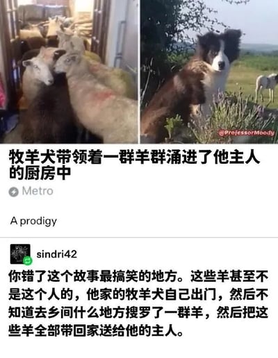 图片分为左右两部分。左侧是一群羊挤在厨房内的场景，羊儿们挨挨挤挤，显得有些混乱；右侧是一只黑白相间的边境牧羊犬站在户外草地上，背景中还有一只羊。图片下方配有文字，标题为“牧羊犬带领着一群羊群涌进了他主人的厨房中”，来源标注为“Metro”。下方还有用户评论“A prodigy”以及“sindri42”的评论，指出故事最搞笑的地方在于这些羊并非主人所有，而是牧羊犬自己出门搜罗来带回家送给主人的，展现了牧羊犬“超额完成任务”的有趣行为。