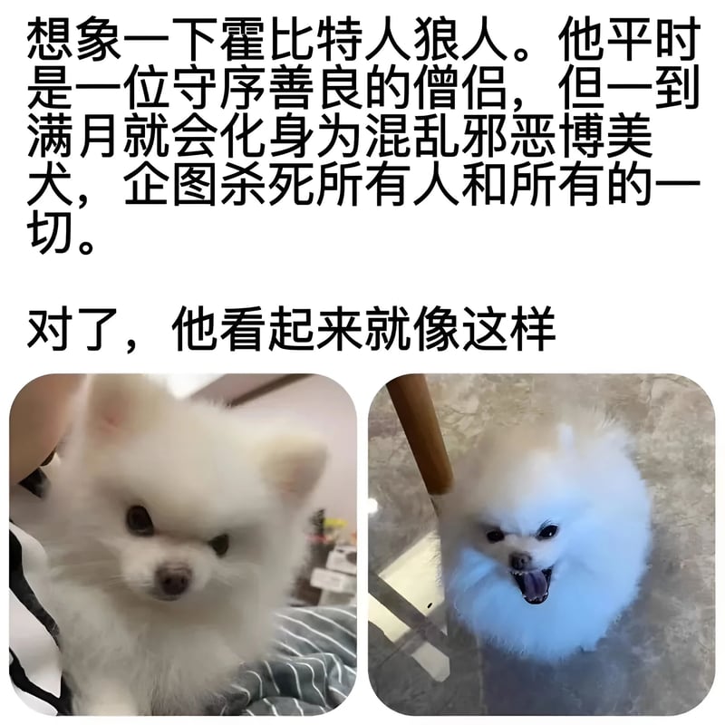 博美犬