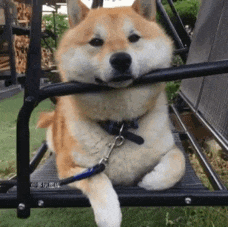 柴犬趴在椅子上休息的可爱动图