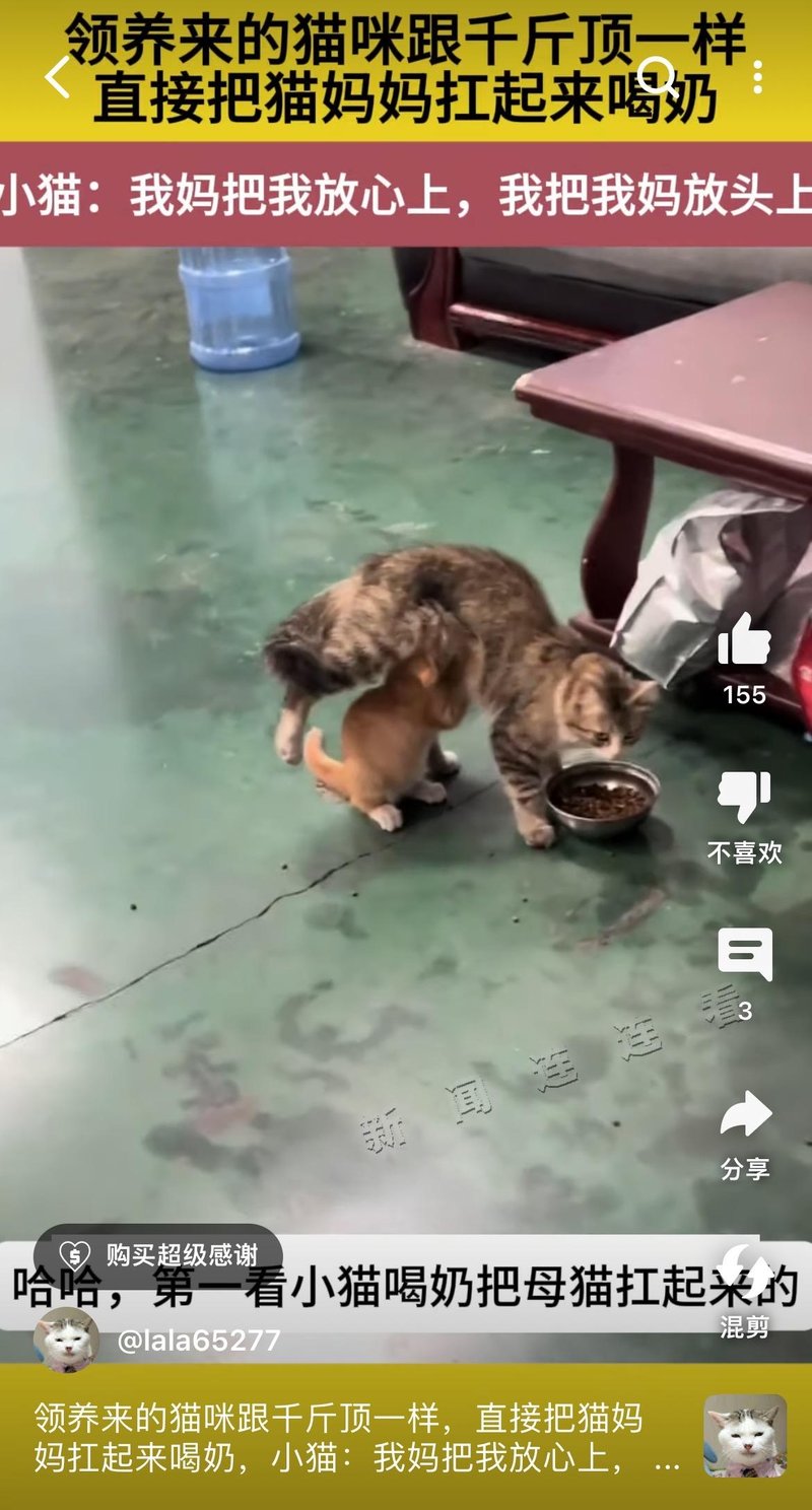 橘色小奶猫（鞋内）