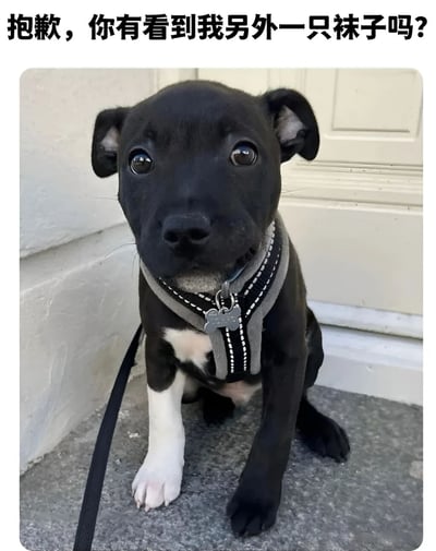 图片中是一只黑色幼犬，胸前和爪子为白色，佩戴着灰色带白色缝线的胸背带，胸背带上挂着骨头形状的金属牌。小狗坐在灰色地面上，背景是白色门板，正抬着头用一双又大又圆的眼睛无辜地注视着前方。图片顶部配有文字“抱歉，你有看到我另外一只袜子吗？”，通过拟人化的提问将小狗塑造成寻找丢失袜子的可爱形象，营造出幽默俏皮的氛围。