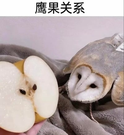 图中左侧是被切开的苹果，其果核区域的形态与右侧趴在灰色毯子上的仓鸮面部高度相似，图片上方配有文字“鹰果关系”。
这是玩了谐音梗：将“因果关系”谐音成“鹰果关系”，利用苹果（果）和猫头鹰（鹰）的外形巧合制造趣味效果，让人觉得二者外形撞脸十分相似。