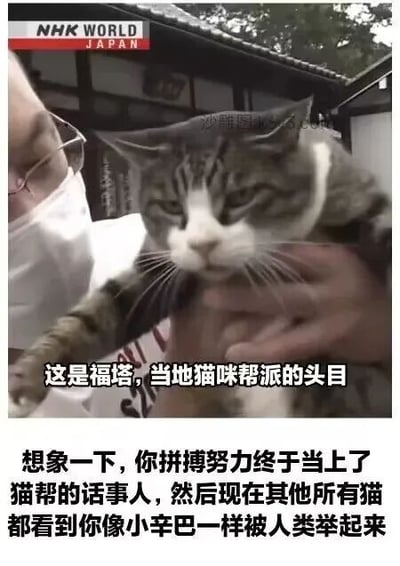 图片为NHK WORLD JAPAN新闻截图，画面中一名戴口罩和眼镜的人正双手举起一只灰白相间的猫咪。图片添加了幽默文字，称这只猫是“福塔，当地猫咪帮派的头目”，并配文调侃：“想象一下，你拼搏努力终于当上了猫帮的话事人，然后现在其他所有猫都看到你像小辛巴一样被人类举起来”，通过拟人化和电影《狮子王》中小辛巴被举起的经典场景进行搞笑对比，营造出反差萌的幽默效果。