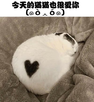 图片上方有黑色文字“今天的猫猫也很爱你 (◍•ᴗ•◍)”，搭配可爱的颜文字表情。下方是一只白色猫咪蜷缩成圆形，安静地睡在灰色的毛绒毯子上，背部有一块明显的黑色心形毛发图案，整体画面温暖治愈，传递出猫咪的可爱与爱意。