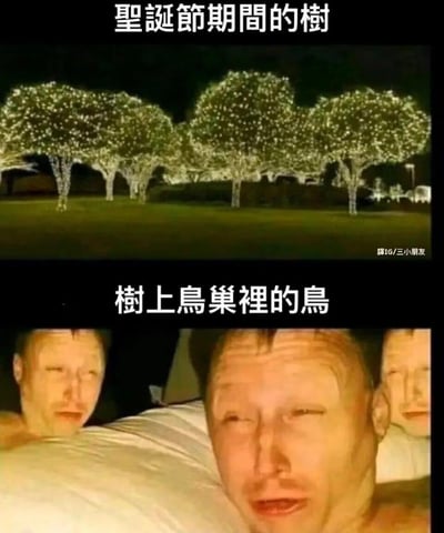 这是一张上下分栏的对比类搞笑梗图：上半部分展示了圣诞节期间被密密麻麻的彩灯装饰的树木，夜晚灯光格外耀眼明亮；下半部分使用了三张睁不开眼、面部表情痛苦扭曲的真人表情包，以此拟人化地表现树上鸟巢里的鸟被强光持续照射，无法正常休息的状态，通过夸张的拟人手法制造出荒诞搞笑的效果，图中没有双关、谐音梗或暗示内容。