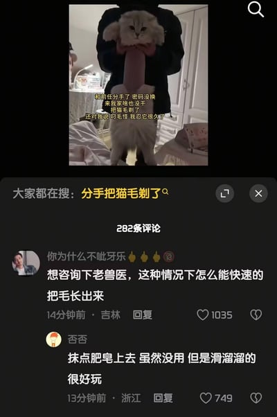 这是一张短视频平台的截图，内容是博主分享自己和前任分手后，前任没换密码，跑到家里什么都没干，只把猫身体部分的毛剃了，还说忍这只“叼毛怪”很久了。下方评论区里，有网友认真询问怎么让猫快速长毛，还有网友调侃抹肥皂滑溜溜好玩，整个画面搞笑又带着一丝无奈，猫被剃毛后的样子也十分滑稽。