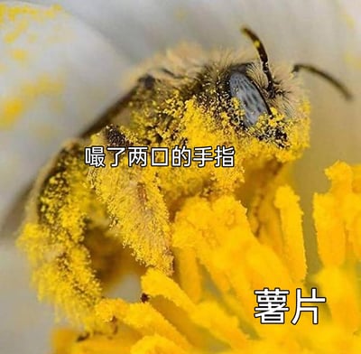 这是一张创意搞笑的文字加注图，主体是一只沾满黄色花粉的蜜蜂，正停留在黄色的花蕊上。图中用文字进行生活化的类比标注，将沾满花粉的蜜蜂腿部标注为“嘬了两口的手指”，将黄色的花蕊标注为“薯片”，模仿人们食用带粉末调料的薯片后，手指沾满调料的日常场景，用蜜蜂采蜜沾满花粉的真实自然画面，制造出荒诞又贴合的搞笑效果，让严肃的自然场景充满生活化的趣味。