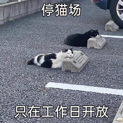 图片展示了一个碎石地面的停车场场景，两只猫咪（一只黑白花色、一只纯黑色）分别趴在灰色混凝土停车挡块上休息。图片上方配有文字“停猫场”，下方配有文字“只在工作日开放”，通过谐音“停车场”（将“车”替换为“猫”）创造幽默效果，拟人化地将猫咪休息的挡块比作“停车位”，并调侃其“工作日开放”的特性。