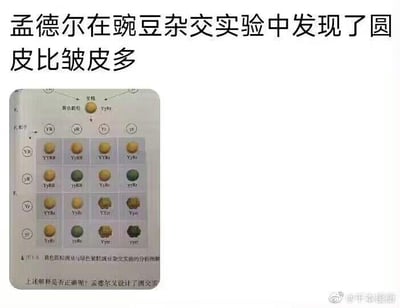 图片上方是文字标题“孟德尔在豌豆杂交实验中发现了圆皮比皱皮多”，下方是一个遗传学实验的分析图解，展示了豌豆杂交的Punnett square（庞尼特方格），包含不同基因型组合的豌豆图示，通过黄色和绿色的豌豆来表示不同的遗传性状。这是一张将科学实验内容与幽默表达结合的图文混排图片。
