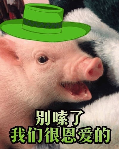 图片中是一只戴着绿色帽子的小猪特写，它张着嘴巴，露出牙齿，看起来像是在说话或微笑。图片下方有绿色文字：'别嗦了 我们很恩爱的'。小猪的背景是白色和黑色的毛绒材质。