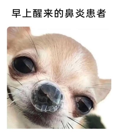 这是一张搞笑表情包，图片上方配有文字“早上醒来的鼻炎患者”，主体是一只吉娃娃狗狗，它的鼻子上挂着一个透明的大鼻涕泡，眼睛圆睁着凑近镜头，神态看起来既狼狈又滑稽。这张图用宠物狗的真实状态，生动又贴切地调侃了鼻炎患者早上醒来时，鼻子分泌物较多、状态尴尬的日常，精准戳中鼻炎患者的痛点，兼具趣味性和共鸣感，适合在社交平台上用来分享鼻炎相关的尴尬经历或者自我调侃。