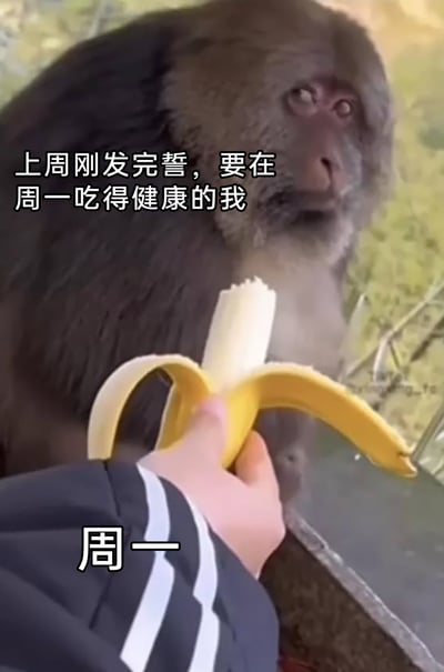 这是一张用来调侃当代人立饮食自律flag又迅速破功的搞笑梗图。图中是一只表情纠结、眼神无奈的猴子，正看着面前人手中剥开的香蕉，搭配的文字“上周刚发完誓，要在周一吃得健康的我”和“周一”，精准戳中了很多人立下健康饮食目标后，到了约定时间却难以坚持、忍不住“破戒”的日常打脸瞬间，用猴子的纠结神态生动表现出那种想自律又管不住自己的矛盾心情，引发大众共鸣。