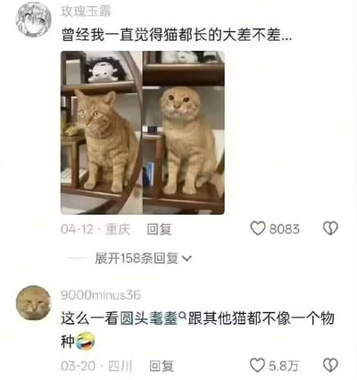 这是一张社交媒体截图，展示了两位网友对猫咪长相的有趣讨论。上方用户“玫瑰玉露”（定位重庆）发布两张猫咪对比图，配文“曾经我一直觉得猫都长的大差不差...”，图中左侧为一只眼神警惕、头部较尖的橘猫，右侧是一只头部异常圆润、表情呆萌的猫咪。下方用户“9000minus36”（定位四川）评论“这么一看圆头耄耋跟其他猫都不像一个物种😂”，该评论获5.8万点赞，原帖获8083点赞。图片通过左右对比直观展现了两只猫咪外貌的巨大差异，引发网友对猫咪长相多样性的调侃。
