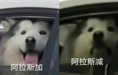 这是一张左右对比的搞笑P图，左侧是一只从车窗探出头的阿拉斯加犬，吐着舌头，神态放松自然，下方配文“阿拉斯加”；右侧是将这只阿拉斯加的脸部P成扁平模糊的样子，仿佛被车窗挤压变形，下方配文“阿拉斯减”，利用“加”与“减”的谐音，制造出反差搞笑的效果，调侃狗狗脸部被夹后的怪异模样。
