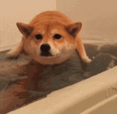 柴犬浴缸游泳记：努力扑腾的小短腿