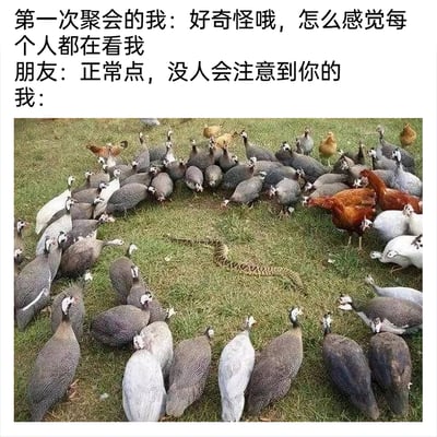 这是一张生动有趣的图文结合梗图，上方通过三段对话展现了社恐人群第一次参加聚会时的内心戏：社恐的“我”焦虑地觉得在场所有人都在注视自己，朋友则淡定地安慰说没人会注意到“我”，而下方的实拍动物图则对应“我”的内心感受——一群珍珠鸡和土鸡团团围住一条蛇，所有的鸡都将目光投向蛇，完美比喻出社恐者在社交场合中过度放大他人关注、觉得自己成为全场焦点的不安与焦虑，用动物场景精准戳中社恐人群的心理，搞笑又贴切。
