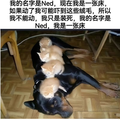 图片上方为黑色文字框，内容以第一人称讲述：'我的名字是Ned，现在我是一张床，如果动了我可能吓到这些绒毛，所以我不能动，我只是装死，我的名字是Ned，我是一张床'。下方是一张实拍照片，画面中一只黑色狗狗（疑似杜宾犬）四肢伸展躺在木地板上，身体上蜷缩着3-4只橘色小奶猫，小猫们处于熟睡状态。狗狗眼神平静，保持静止不动，配合上方文字形成拟人化幽默效果，展现宠物间温馨可爱的互动场景。