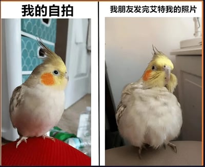 这是一张左右对比图，左侧展示了一只玄凤鹦鹉精心打扮后的自拍形象，站姿挺拔，羽毛整齐，眼神自信；右侧则是朋友镜头下的它，羽毛蓬松凌乱，表情呆萌，形成鲜明有趣的对比。通过动物拟人化的手法，幽默地展现了人们自拍与被朋友拍照时的形象差异，引发共鸣。