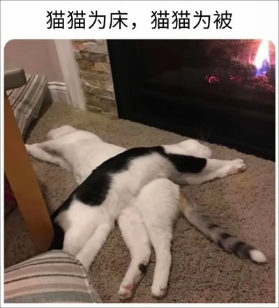 图片展示了两只猫咪在壁炉前的地毯上惬意躺卧的场景。一只白猫仰卧伸展，另一只黑白猫侧卧其上，两者身体舒展交叠，仿佛形成了一个“猫床猫被”的温馨画面。背景中壁炉正燃烧着火焰，火光映照着整个空间，增添了温暖氛围。图片上方配有文字“猫猫为床，猫猫为被”，幽默又贴切地形容了猫咪们亲密依偎的姿态，传递出治愈人心的萌宠日常感。
