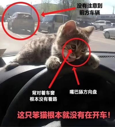 一只虎斑小猫趴在汽车方向盘上，身体背对着车窗，正低头用舌头舔舐方向盘。图片通过红色圆圈和箭头标注了两个关键细节：一是小猫的头部特写（嘴巴舔方向盘），二是车窗外前方停放的车辆。配文分别指出“没有注意到前方车辆”“背对着车窗根本没有看路”“嘴巴舔方向盘”，最终以红色大字总结“这只笨猫根本就没有在开车！”，通过拟人化场景制造幽默效果，调侃小猫“开车”时心不在焉的样子。