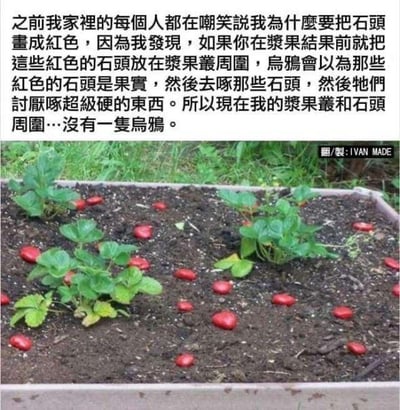 这是一张图文结合的创意生活技巧图，下方是种植着几株草莓苗的盆栽，泥土里散落着多颗被涂成鲜红色的石头，模仿成熟草莓的外观；上方是一段文字说明，讲述了作者的机智操作：一开始作者把石头涂红的行为遭到家人嘲笑，实际上是为了在草莓结果前，让鸟把红石头误认成成熟草莓去啄，鸟发现石头坚硬难吃后，就不再靠近草莓丛和石头区域，成功驱赶了偷食的鸟类，保护了即将成熟的草莓。内容没有双关、谐音梗或暗示。