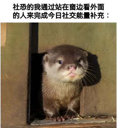 图片上方配有文字“社恐的我通过站在窗边看外面的人来完成今日社交能量补充：”，下方是一张水獭从木质结构的洞口探出头向外张望的照片。水獭眼神好奇又带着一丝谨慎，身体大部分藏在洞内，仅头部和前爪露出，形象生动地呼应了文字中社恐人群既想观察外界又害怕直接社交的矛盾心理，通过可爱的动物形象将社恐者的日常状态幽默化，引发共鸣。