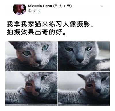 这是一张来自X（原Twitter）的社交媒体截图，用户Micaela Desu（@ciaela）发布动态称，自己用自家的灰猫练习人像摄影，拍摄效果出奇的好。截图下方配有四张采用人像摄影构图与光影处理的灰猫特写照片，照片中的灰猫摆出类似人类的慵懒姿态，四张照片分别呈现出清冷疏离、酷感严肃、慵懒放松、倦怠困乏的不同神情，将猫咪拍出了极具氛围感的人像效果，充满趣味创意。