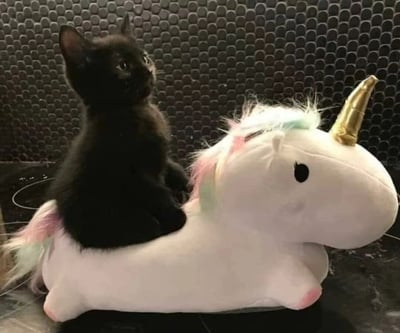 一只黑色小猫正好奇地骑在一个白色独角兽玩偶上，玩偶有着金色的独角和粉蓝渐变的鬃毛。背景是深色的网格状纹理，可能是隔音板。小猫抬头望向一侧，眼神灵动，与色彩鲜艳的独角兽玩偶形成可爱的反差萌，整体画面温馨治愈。